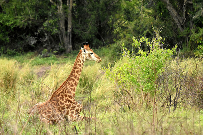 Re: Au paradis ! Compte rendu d'un voyage de 2 petites semaines en Afrique du Sud - L-argonnais Re: Au paradis ! Compte rendu d'un voyage de 2 petites semaines en Afrique du Sud - L-argonnais