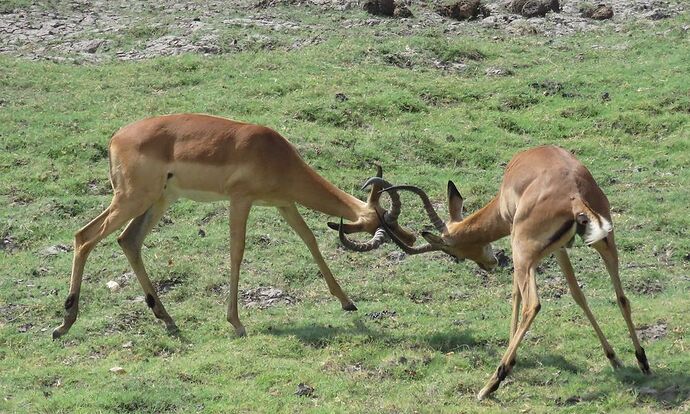 Re: NAMBOTSVIC Namibie- Botswana- Victoria Falls, 3 semaines magiques - PATOUTAILLE