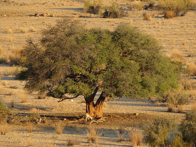 Re: J9, de Spitzkope à Swakopmund - Fra67