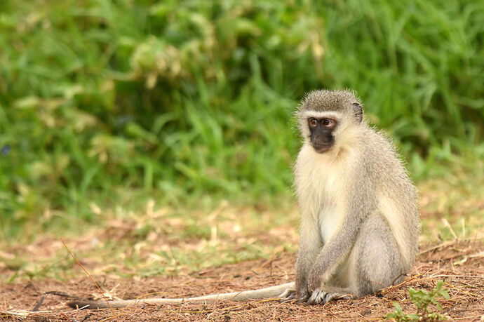 Re: Au paradis ! Compte rendu d'un voyage de 2 petites semaines en Afrique du Sud - L-argonnais Re: Au paradis ! Compte rendu d'un voyage de 2 petites semaines en Afrique du Sud - L-argonnais