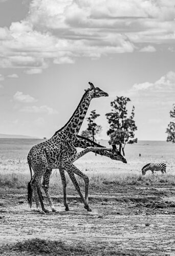 Re: Parenthèse enchantée au Masaï Mara chez Melting Pot Safaris - Mattsupertramp