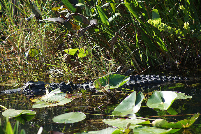 Découverte de le FLORIDE - Les KEYS & Les EVERGLADES - cartesien