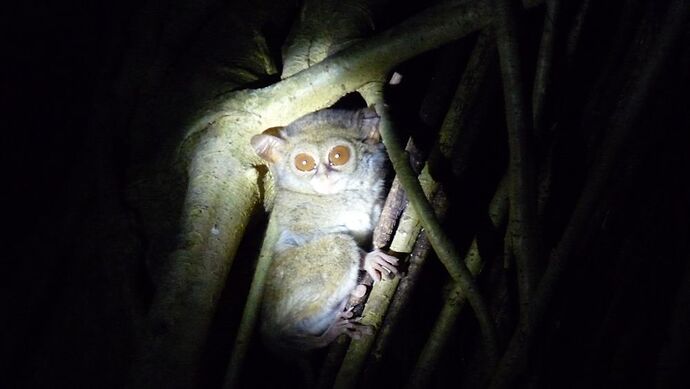 1 mois à Sulawesi en photo septembre 2019 - desbleu