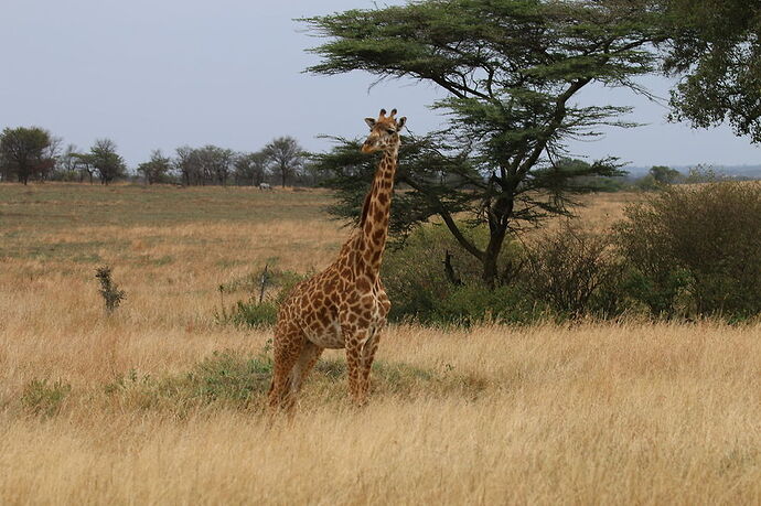 Re: Safari sur mesure et extension Zanzibar avec Virginie et l'agence Kibowhy - mbrnrd