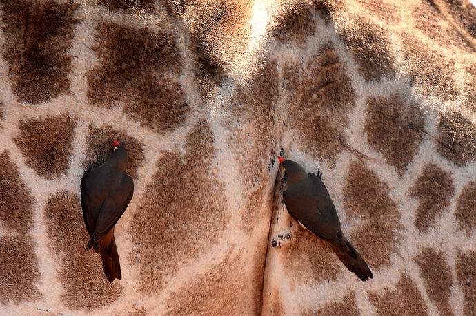 Re: Au paradis ! Compte rendu d'un voyage de 2 petites semaines en Afrique du Sud - L-argonnais Re: Au paradis ! Compte rendu d'un voyage de 2 petites semaines en Afrique du Sud - L-argonnais