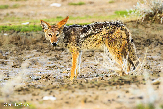 Dernier jour à Etosha - Millie