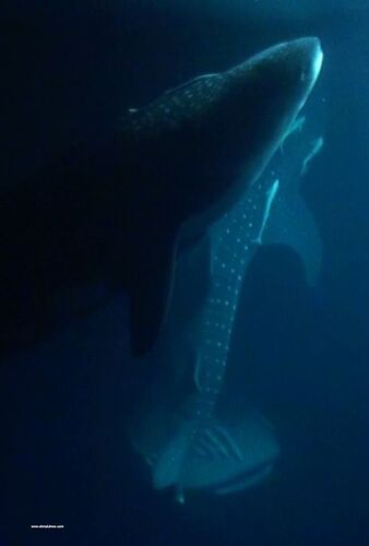 Requins - Baleine de Nuit - Epoustouflant - Philomaldives  Guide  Maldives