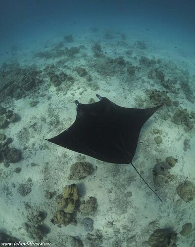 Observation mantas... en snorkeling... aux Maldives - Philomaldives Guide Safaris
