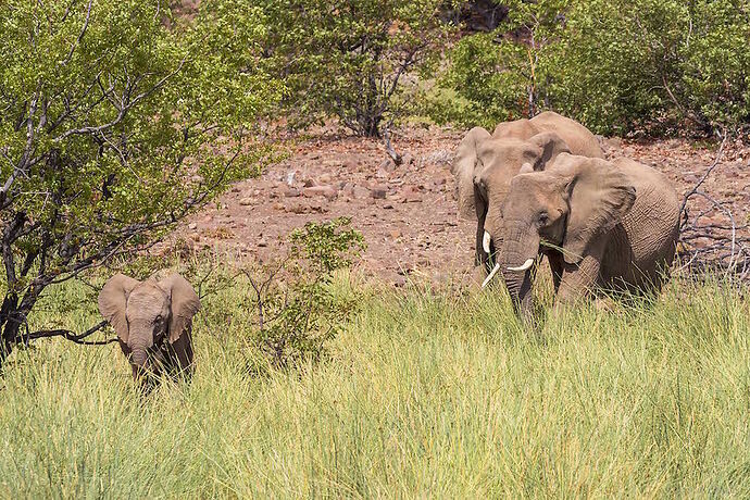 hello les éléphants du désert  - Millie