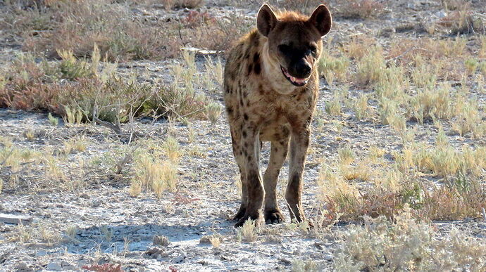 Re: NAMBOTSVIC Namibie- Botswana- Victoria Falls, 3 semaines magiques - PATOUTAILLE