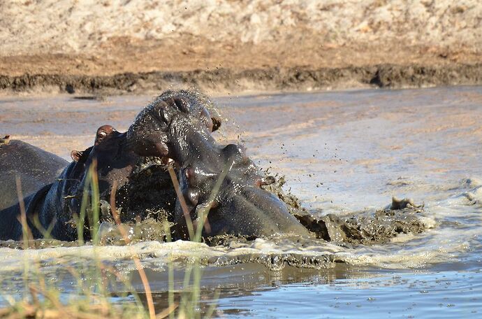 Delta de l'Okavango, Pom Pom épisode 3 - fabienne65