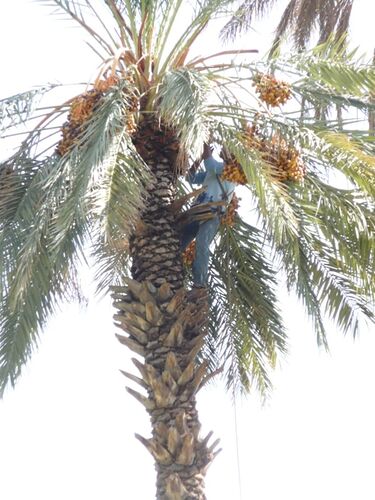 Re: Montagnes, oasis, kasbahs du Maroc  - mimidada