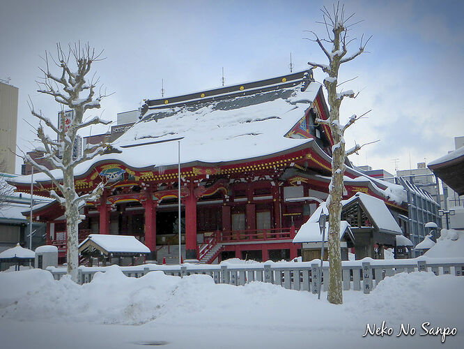 Hokkaido en hiver - Neko no Sanpo