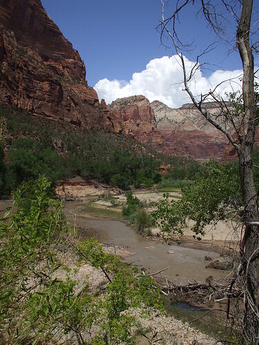 si vous faites une étape à Zion NP - Hiacinthe