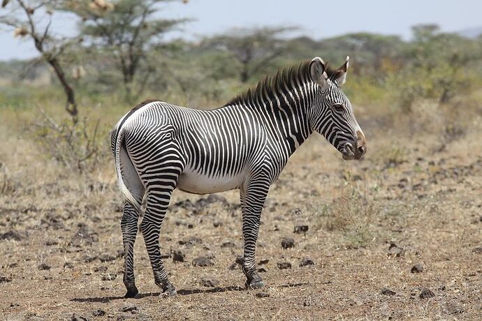 Re: Retour d''expérience : trek au mont Kenya et Réserve Samburu - veroct