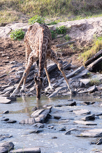 Re: Kenya juillet 2021 un nouveau safari de Samburu au Massai Mara en passant par Meru et Aberdare NP - Karen56