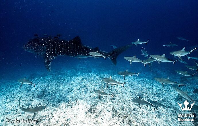 Gnaviyani Atoll - Sharks Party  - Phil Ô Maldives Guide Safaris