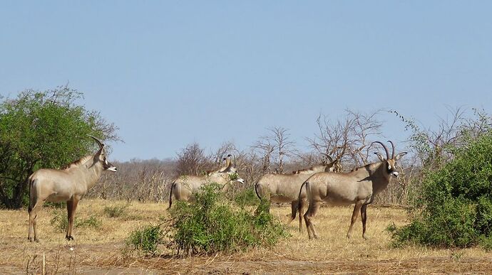 Re: NAMBOTSVIC Namibie- Botswana- Victoria Falls, 3 semaines magiques - PATOUTAILLE