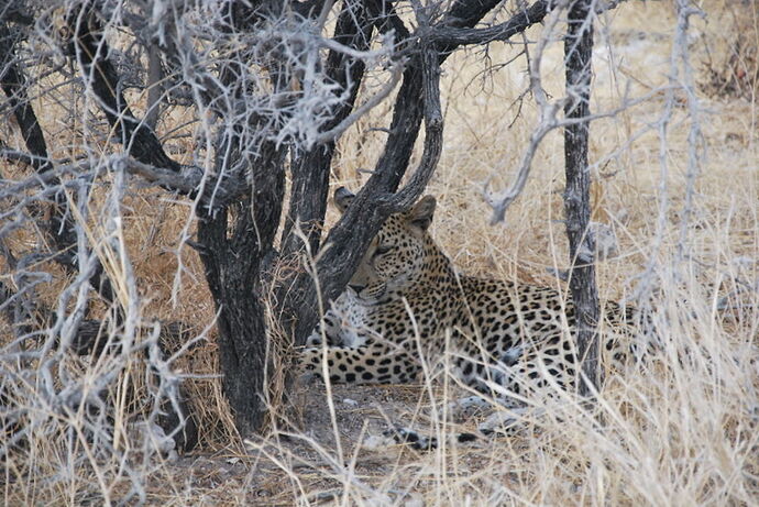 Récit d'un merveilleux voyage en Namibie j3 - llce