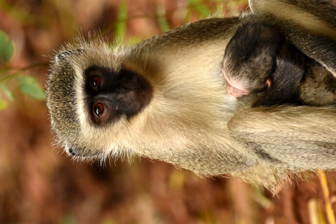 Re: Au paradis ! Compte rendu d'un voyage de 2 petites semaines en Afrique du Sud - L-argonnais Re: Au paradis ! Compte rendu d'un voyage de 2 petites semaines en Afrique du Sud - L-argonnais