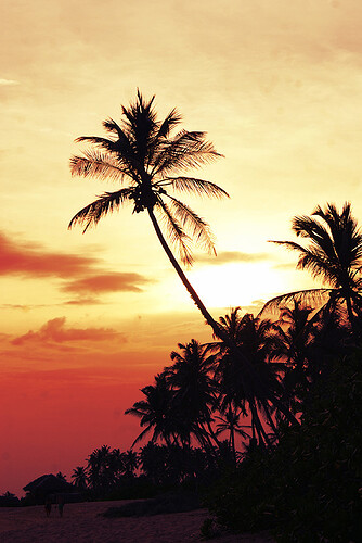 Le Sri Lanka, Scènes de vie...  - steevounette