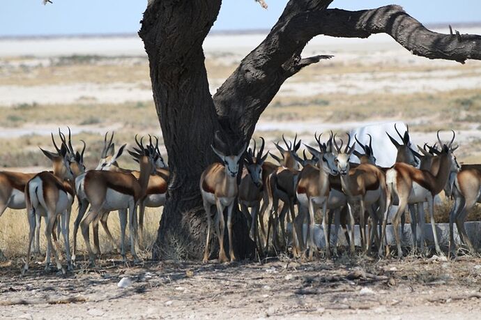 Re: Namibie - 15 jours en octobre 2018 - pascal41lc