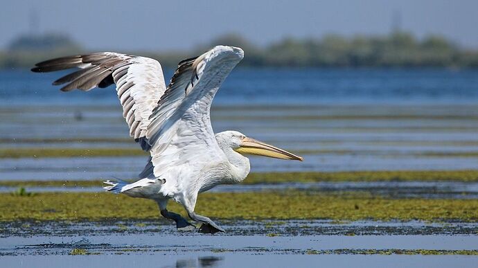 Re: Itinéraire conseillé delta du Danube - puma