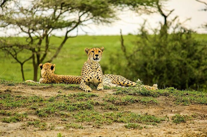 Re: Safari départ Arusha - Leken-Adventure