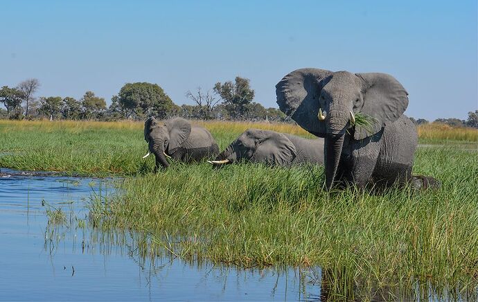 Re: Mokoro sur le delta de l'Okavango au départ de Maun - Luss93