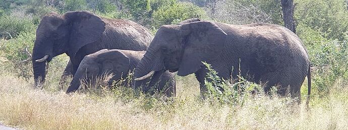 Afrique du Sud: sur les routes du Transvaal jusqu'au Park Kruger - Rouletabosse777 Afrique du Sud: sur les routes du Transvaal jusqu'au Park Kruger - Rouletabosse777
