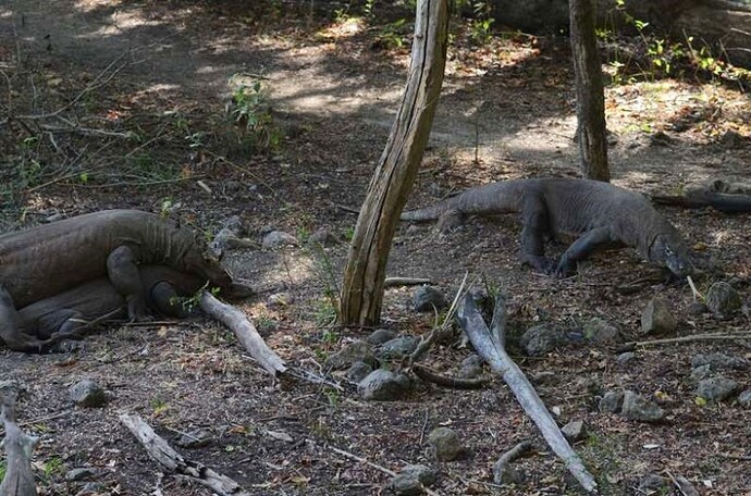 Dragons de Komodo, Rinca