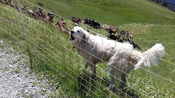 Séjour de randonnées en Haute Tarentaise - doume54