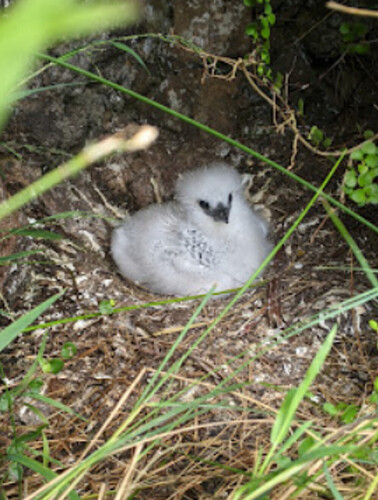 Randonnées et détente au plus près de la nature: 5 jours sur Lord Howe Island - exploringpaw