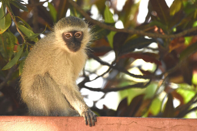 Re: Au paradis ! Compte rendu d'un voyage de 2 petites semaines en Afrique du Sud - L-argonnais Re: Au paradis ! Compte rendu d'un voyage de 2 petites semaines en Afrique du Sud - L-argonnais
