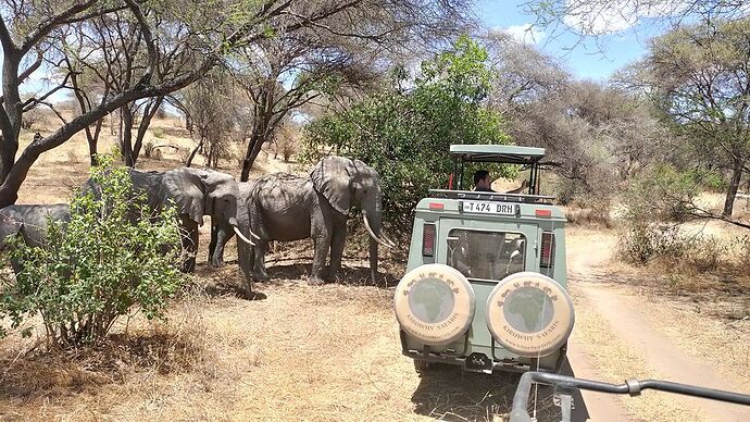 Retour d'un safari fantastique et économique avec une organisation locale en Tanzanie - julie591