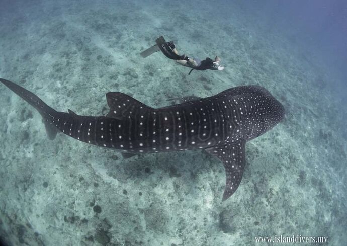 Les Requins - Baleine Observables toute l'année aux Maldives - Philomaldives Guide Safaris