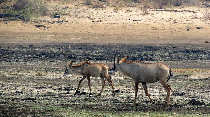 Re: NAMBOTSVIC Namibie- Botswana- Victoria Falls, 3 semaines magiques - PATOUTAILLE