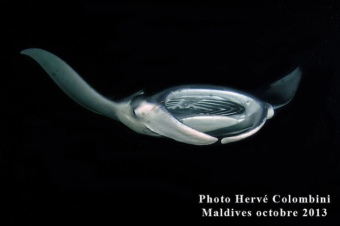 Session Mantas by Night - Philomaldives  Guide  Maldives