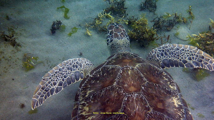 Tortues à Anse Noire-Dufour - RED2