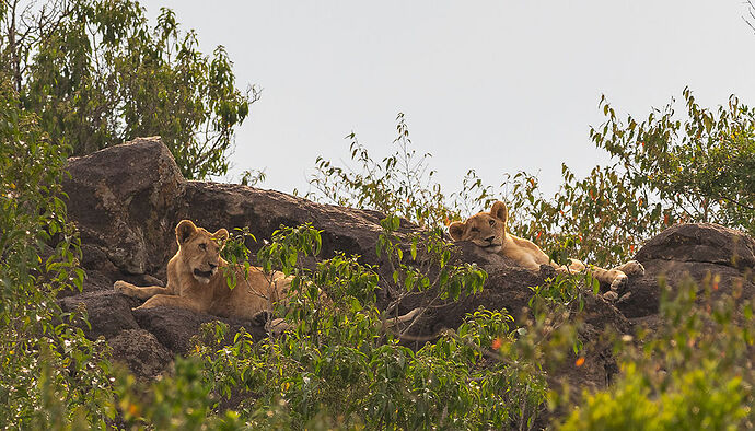 Re: Kenya juillet 2021 un nouveau safari de Samburu au Massai Mara en passant par Meru et Aberdare NP - Karen56