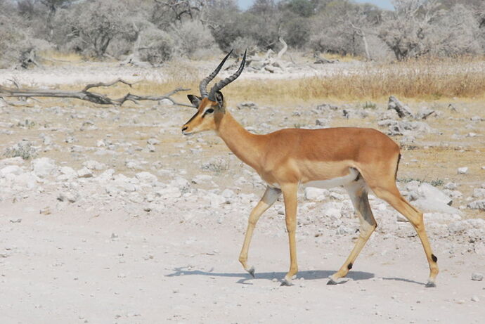 Récit d'un merveilleux voyage en Namibie j3 - llce