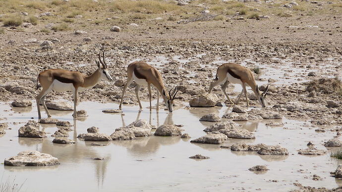 Sens du circuit en Namibie - Fra67