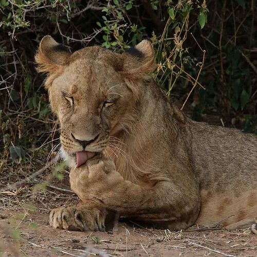 Re: Retour sur safari en Tanzanie novembre 2017 - puma