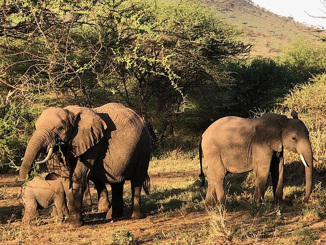 un safari avec KIMGONI - Nicolas-N