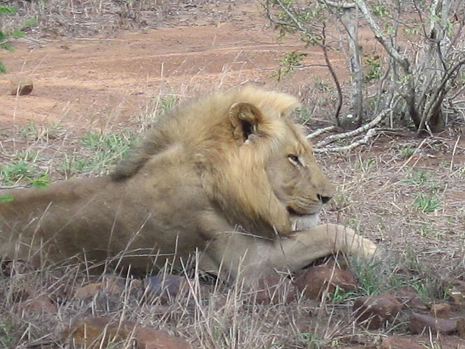 Re: Faut-il prévoir des médicaments contre le paludisme pour le Parc Kruger ?  - ulysse35