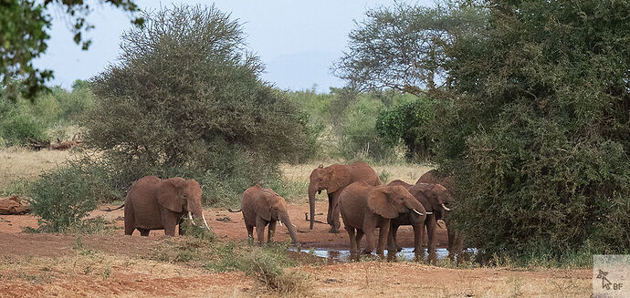 Re: Karibu Kenya février 2022 - Karen56