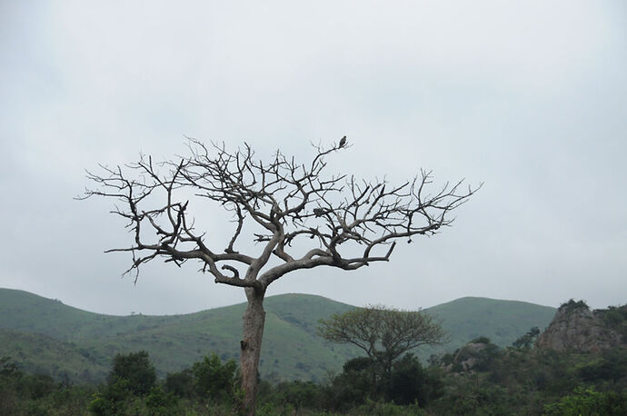 Re: Au paradis ! Compte rendu d'un voyage de 2 petites semaines en Afrique du Sud - L-argonnais Re: Au paradis ! Compte rendu d'un voyage de 2 petites semaines en Afrique du Sud - L-argonnais
