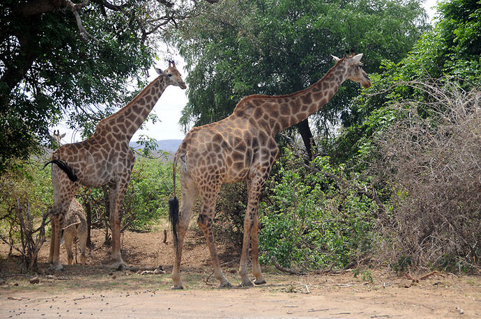 Re: Au paradis ! Compte rendu d'un voyage de 2 petites semaines en Afrique du Sud - L-argonnais