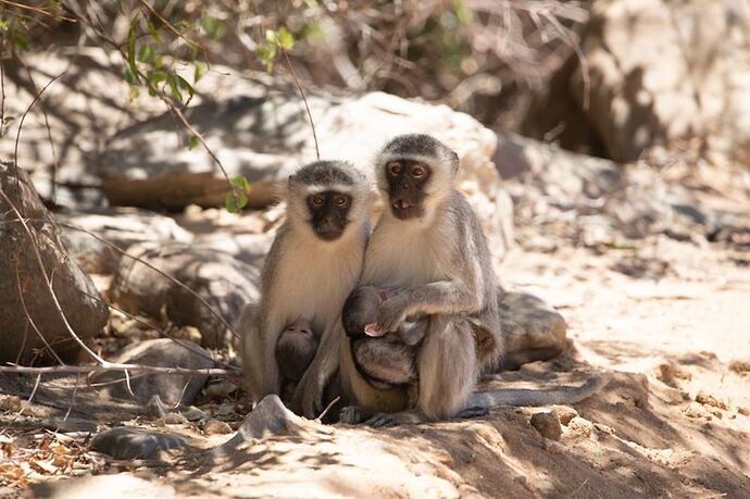 Re: Namibie-Botswana Octobre Novembre 2021 - Marnix1346