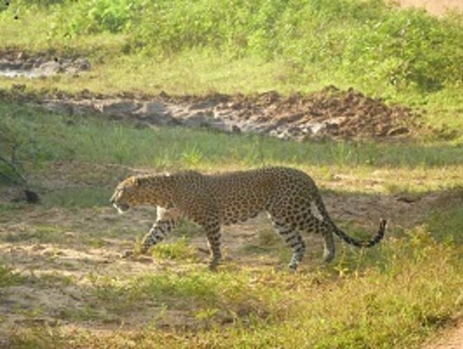 Léopard à Yala - visan